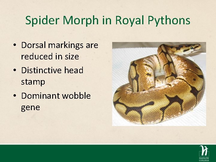 Spider Morph in Royal Pythons • Dorsal markings are reduced in size • Distinctive