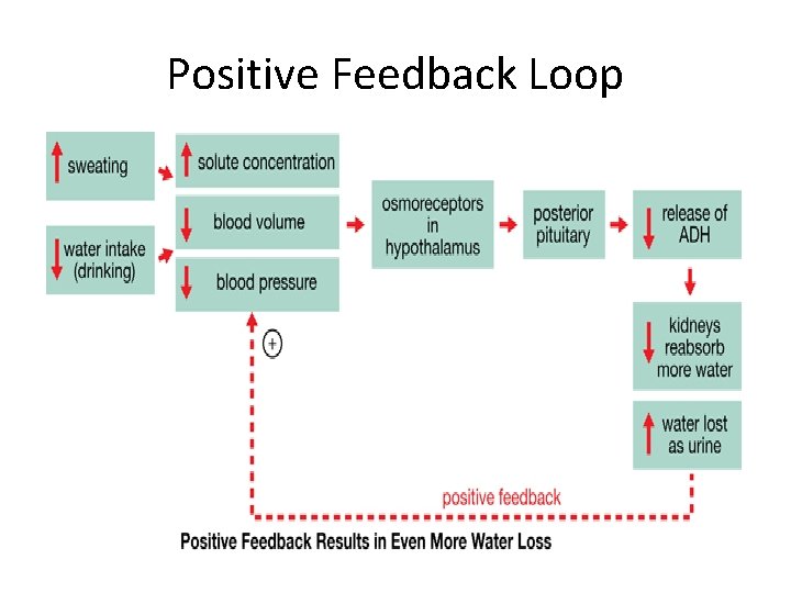 Positive Feedback Loop 