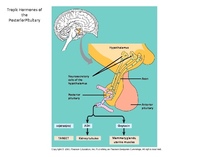 Tropic Hormones of the Posterior. Pituitary Hypothalamus Neurosecretory cells of the hypothalamus Axon Posterior