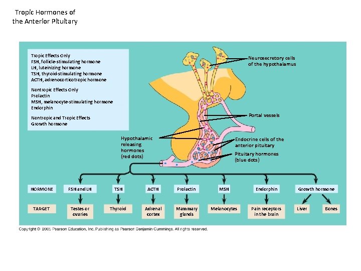 Tropic Hormones of the Anterior Pituitary Tropic Effects Only FSH, follicle-stimulating hormone LH, luteinizing