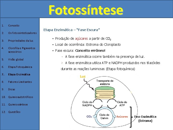 Fotossíntese 1. Conceito 2. Os fotossintetizadores 3. Propriedades da luz 4. Clorofila e Pigmentos