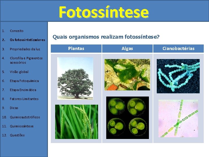 Fotossíntese 1. Conceito 2. Os fotossintetizadores 3. Propriedades da luz 4. Clorofila e Pigmentos