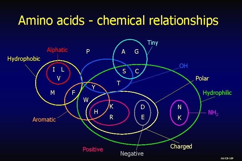 Amino acids - chemical relationships Tiny Alphatic P Hydrophobic I A L S V