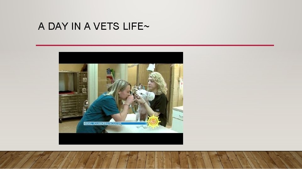 A DAY IN A VETS LIFE~ 