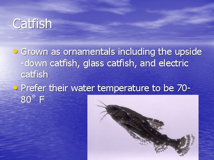 Catfish • Grown as ornamentals including the upside -down catfish, glass catfish, and electric