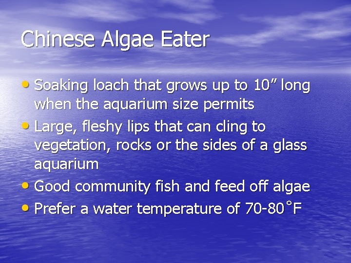 Chinese Algae Eater • Soaking loach that grows up to 10” long when the