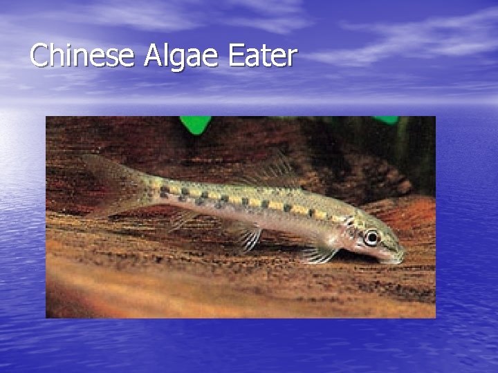 Chinese Algae Eater 