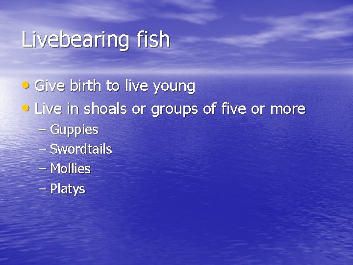 Livebearing fish • Give birth to live young • Live in shoals or groups