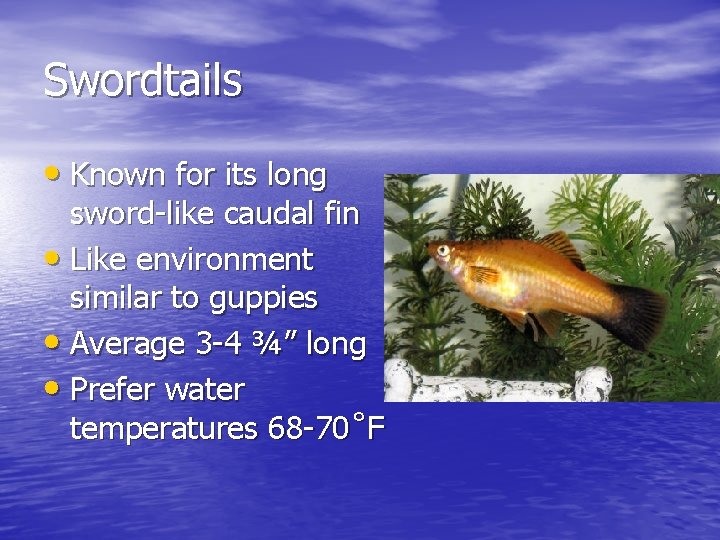 Swordtails • Known for its long sword-like caudal fin • Like environment similar to