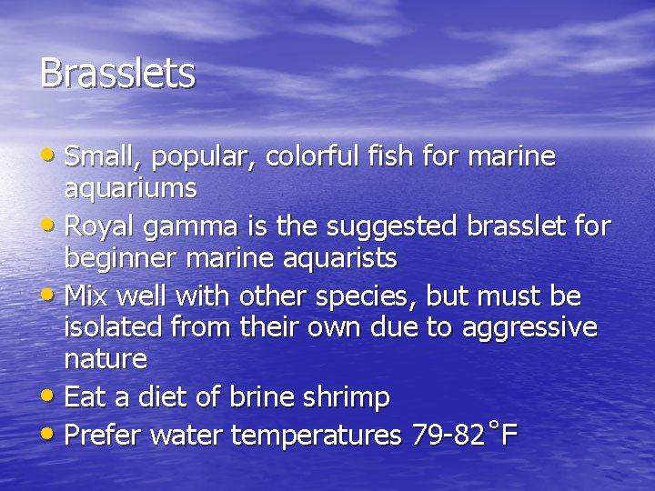 Brasslets • Small, popular, colorful fish for marine aquariums • Royal gamma is the
