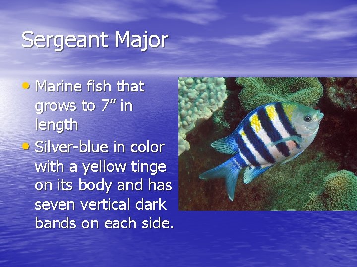 Sergeant Major • Marine fish that grows to 7” in length • Silver-blue in