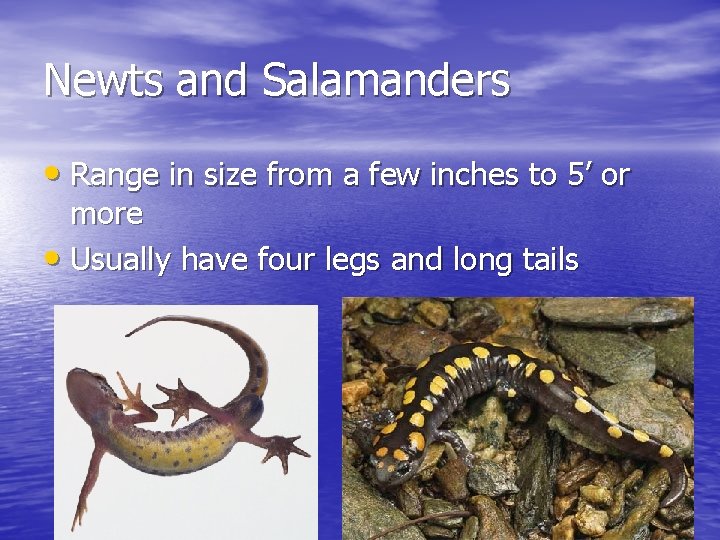 Newts and Salamanders • Range in size from a few inches to 5’ or