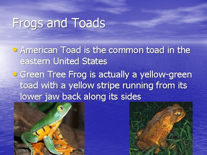 Frogs and Toads • American Toad is the common toad in the eastern United