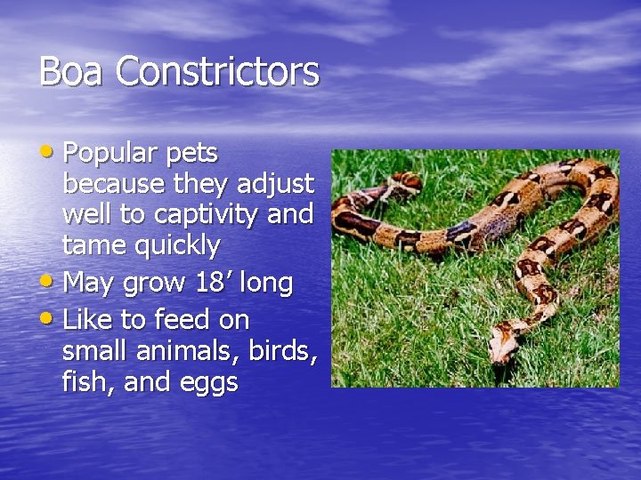 Boa Constrictors • Popular pets because they adjust well to captivity and tame quickly