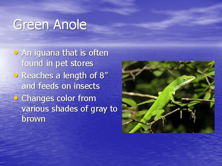 Green Anole • An iguana that is often • • found in pet stores