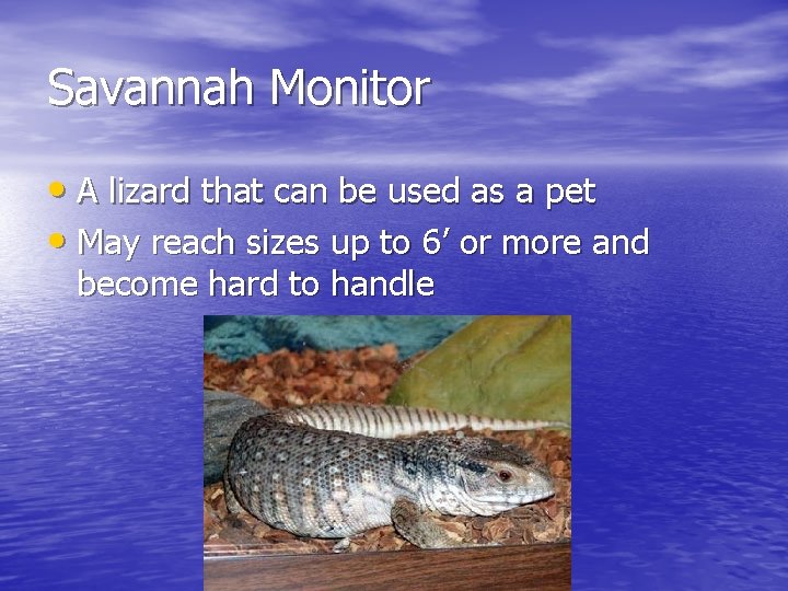 Savannah Monitor • A lizard that can be used as a pet • May