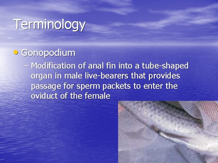 Terminology • Gonopodium – Modification of anal fin into a tube-shaped organ in male