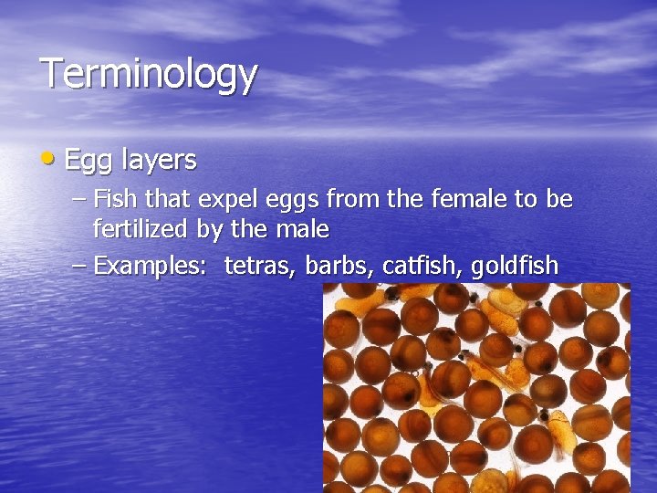 Terminology • Egg layers – Fish that expel eggs from the female to be