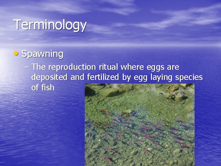 Terminology • Spawning – The reproduction ritual where eggs are deposited and fertilized by