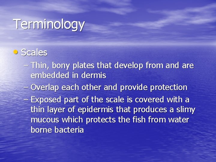 Terminology • Scales – Thin, bony plates that develop from and are embedded in