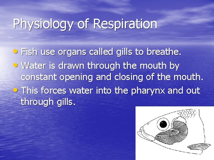 Physiology of Respiration • Fish use organs called gills to breathe. • Water is