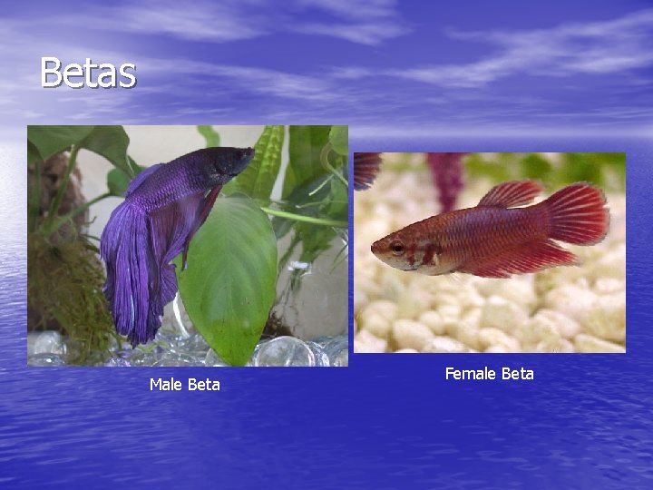 Betas Male Beta Female Beta 