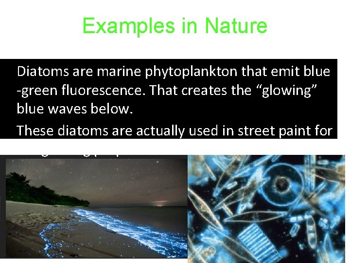 Examples in Nature • • Diatoms are marine phytoplankton that emit blue -green fluorescence.