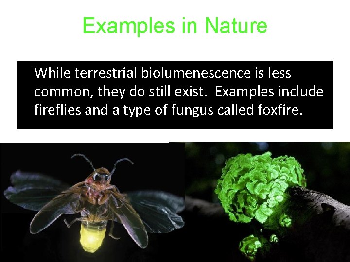 Examples in Nature • While terrestrial biolumenescence is less common, they do still exist.