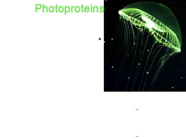 Photoproteins Click to edit the outline The jellyfish, Aequorea, uses a photoprotein. text format