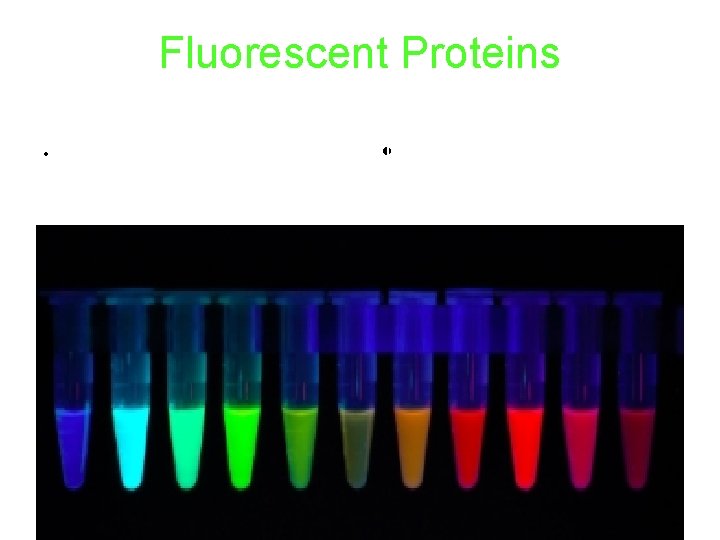 Fluorescent Proteins • • Click to edit the outline Sometimes, there is a fluorescent