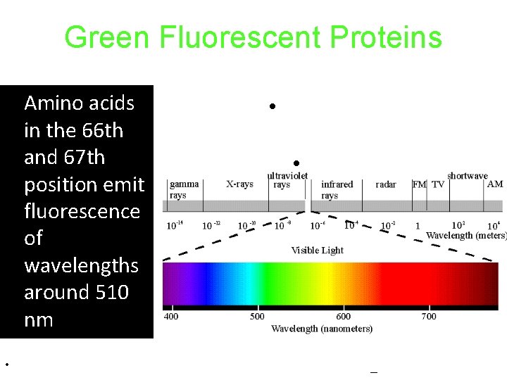 Green Fluorescent Proteins • • Amino acids in the 66 th and 67 th