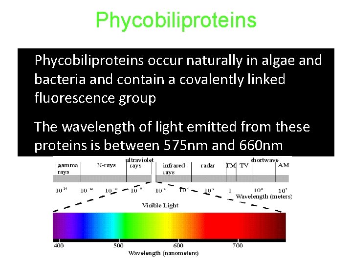 Phycobiliproteins • • Phycobiliproteins occur naturally in algae and bacteria and contain a covalently