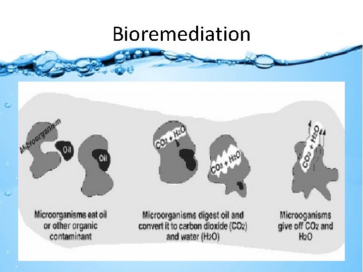 Bioremediation 