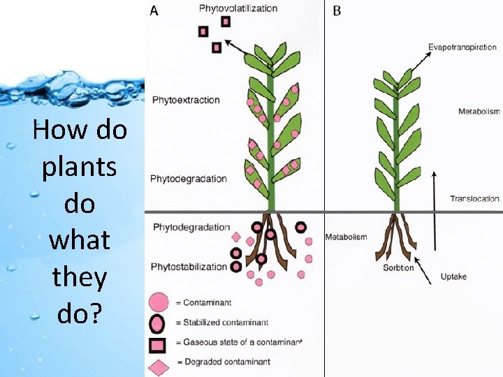 How do plants do what they do? 