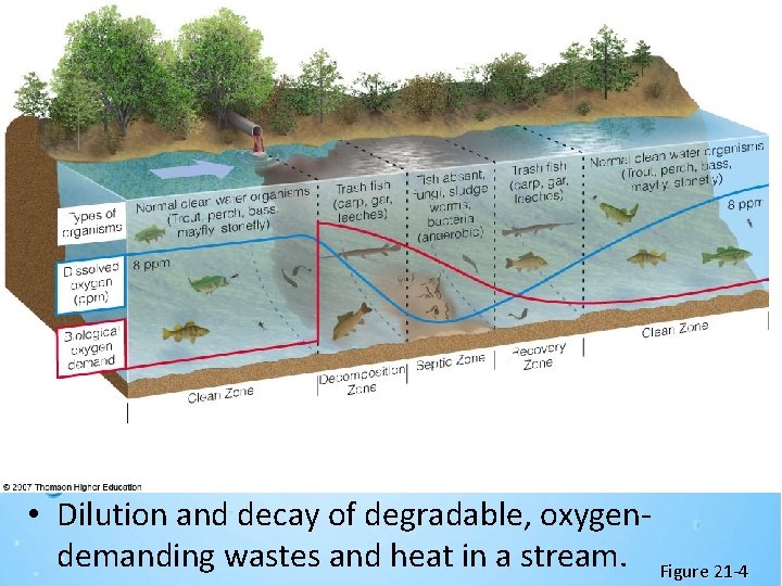  • Dilution and decay of degradable, oxygendemanding wastes and heat in a stream.