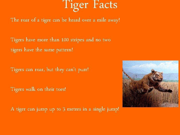 Tiger Facts The roar of a tiger can be heard over a mile away!