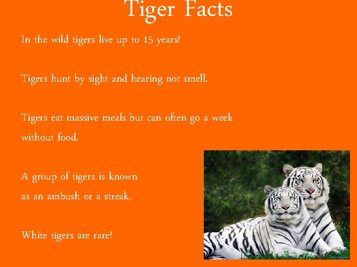 Tiger Facts In the wild tigers live up to 15 years! Tigers hunt by