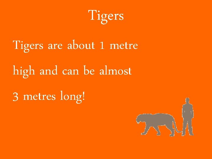 Tigers are about 1 metre high and can be almost 3 metres long! 