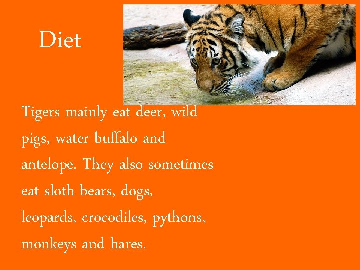 Diet Tigers mainly eat deer, wild pigs, water buffalo and antelope. They also sometimes