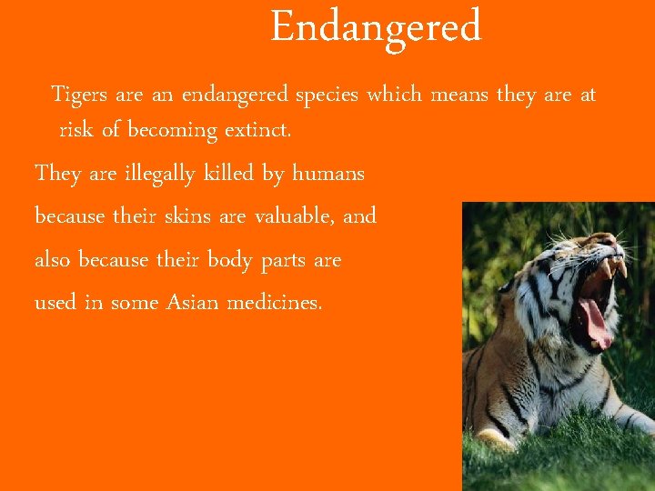 Endangered Tigers are an endangered species which means they are at risk of becoming