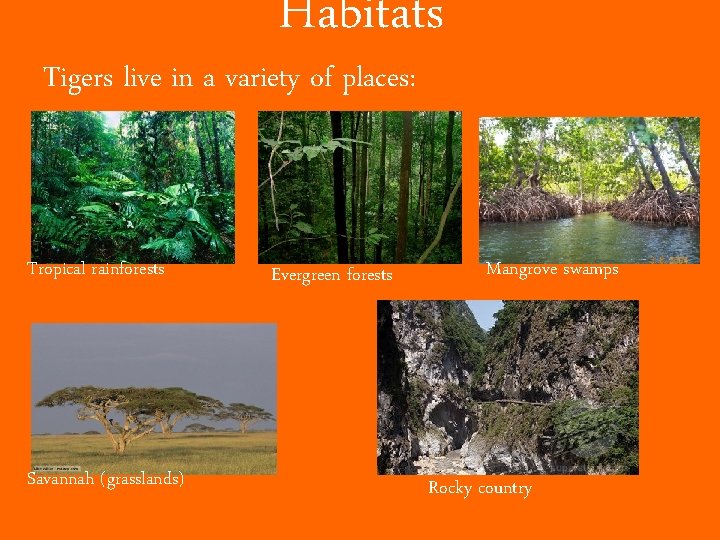 Habitats Tigers live in a variety of places: Tropical rainforests Savannah (grasslands) Evergreen forests