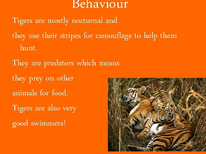 Behaviour Tigers are mostly nocturnal and they use their stripes for camouflage to help