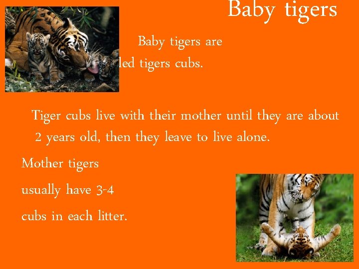 Baby tigers are called tigers cubs. Baby tigers Tiger cubs live with their mother