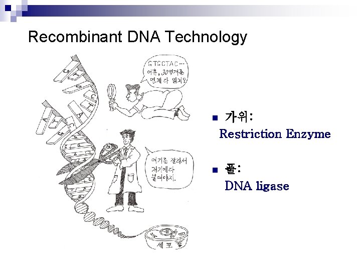 Recombinant DNA Technology n n 가위: Restriction Enzyme 풀: DNA ligase 