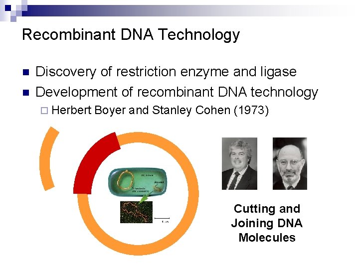Recombinant DNA Technology n n Discovery of restriction enzyme and ligase Development of recombinant