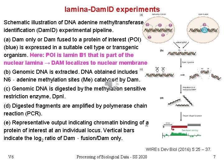 lamina-Dam. ID experiments Schematic illustration of DNA adenine methyltransferase identification (Dam. ID) experimental pipeline.