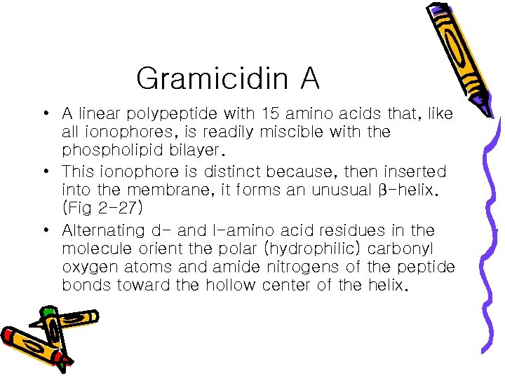 Gramicidin A • A linear polypeptide with 15 amino acids that, like all ionophores,