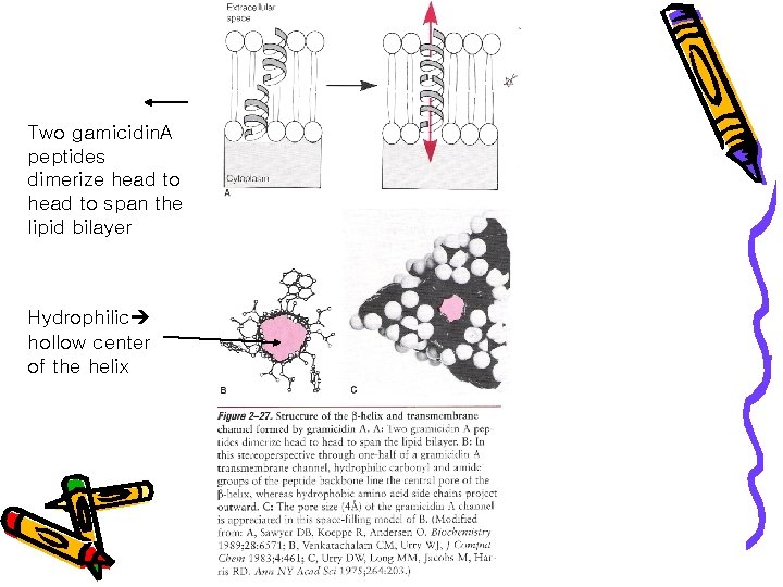 Two gamicidin. A peptides dimerize head to span the lipid bilayer Hydrophilic hollow center