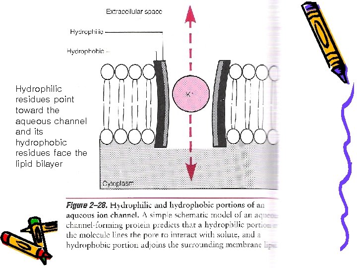 Hydrophilic residues point toward the aqueous channel and its hydrophobic residues face the lipid