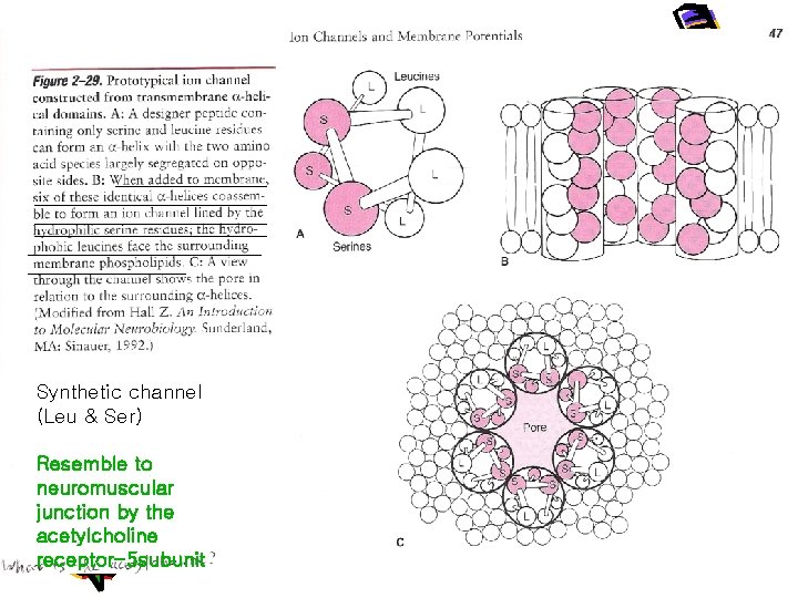 Synthetic channel (Leu & Ser) Resemble to neuromuscular junction by the acetylcholine receptor-5 subunit